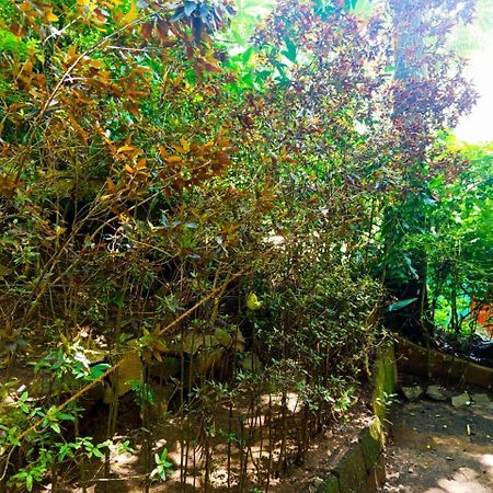 إيلا Jungle Face Inn المظهر الخارجي الصورة