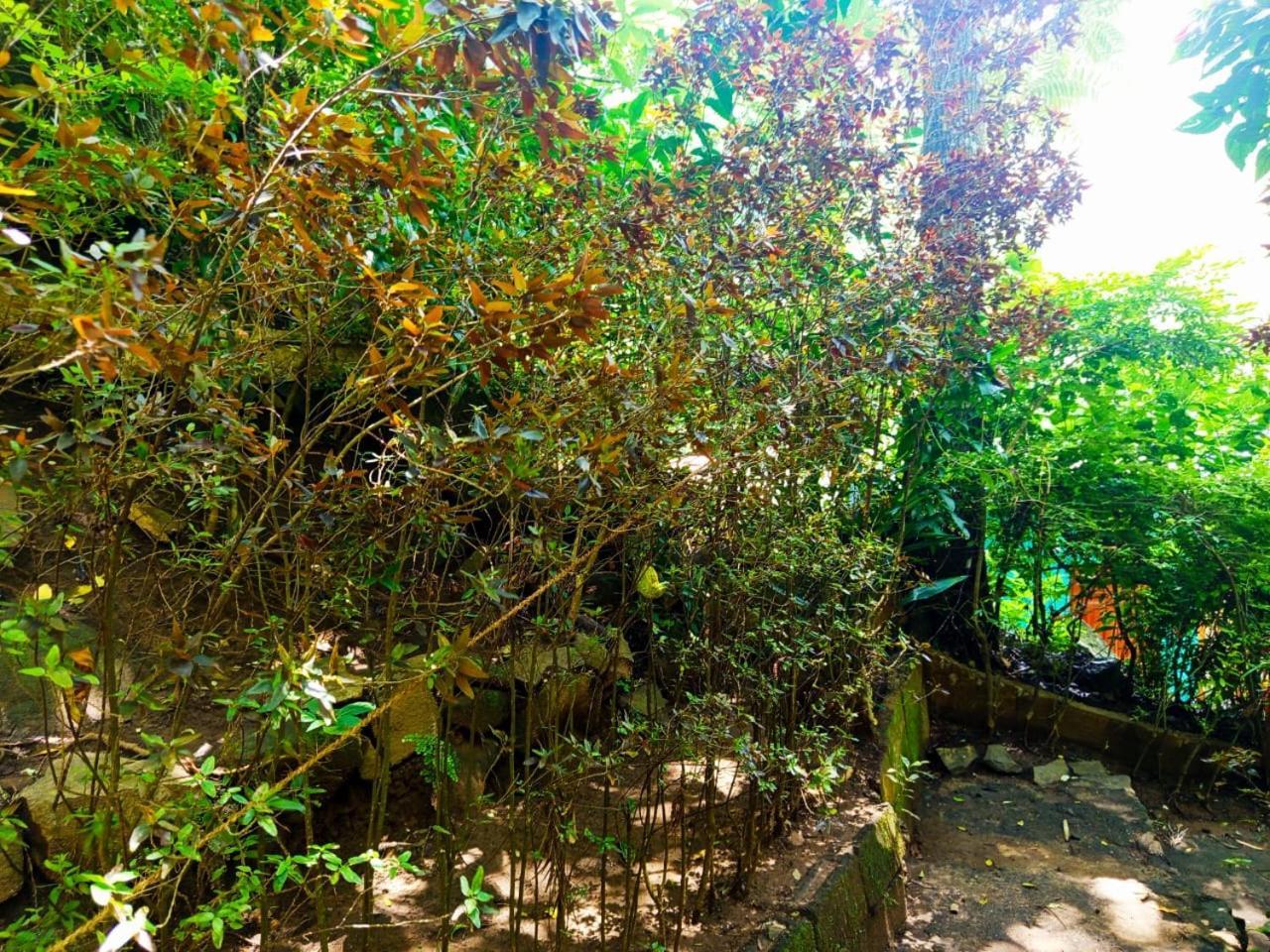 إيلا Jungle Face Inn المظهر الخارجي الصورة