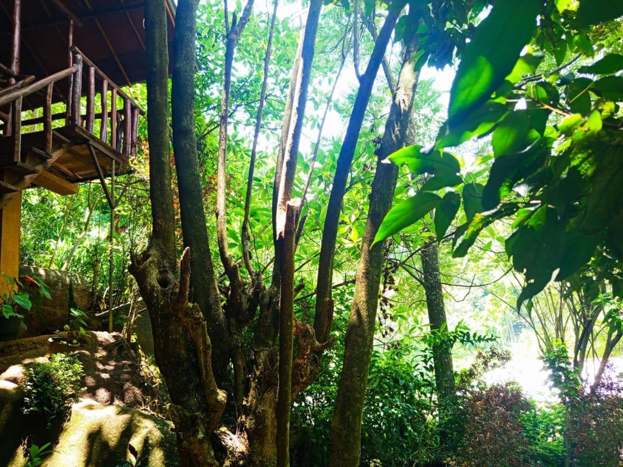 إيلا Jungle Face Inn المظهر الخارجي الصورة